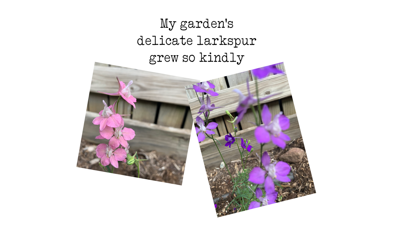 Garden: The Larkspur Candle